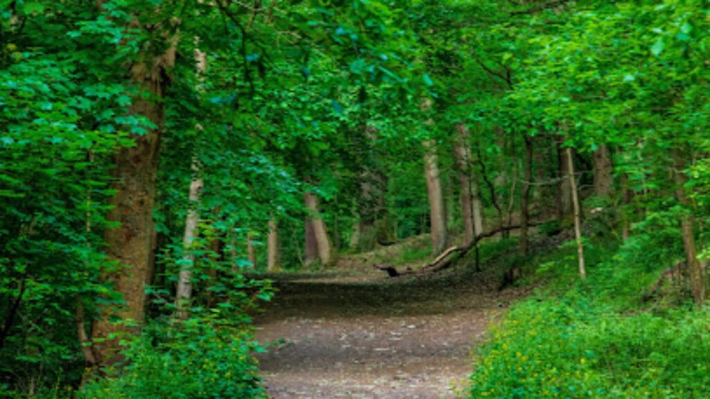 Northcliffe Allotments